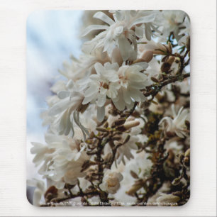 Starry Magnolia 5781 Musmatta