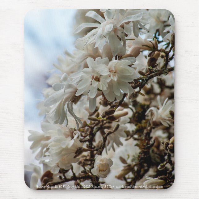 Starry Magnolia 5781 Musmatta (Framsidan)