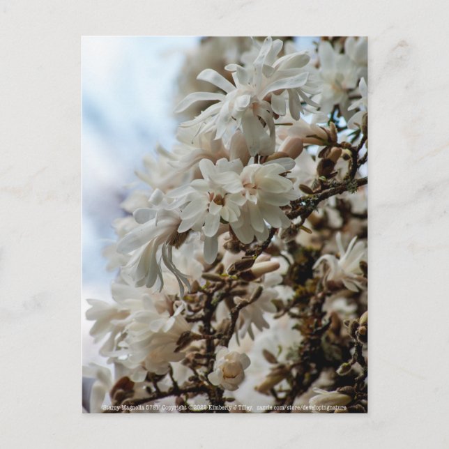 Starry Magnolia 5871 Vykort (Framsida)
