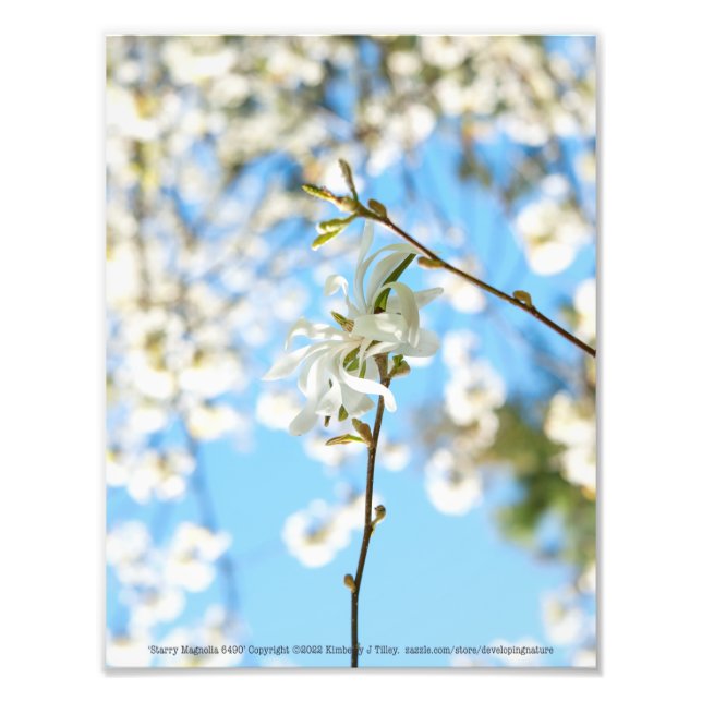 Starry Magnolia 6490 Fototryck (Framsidan)