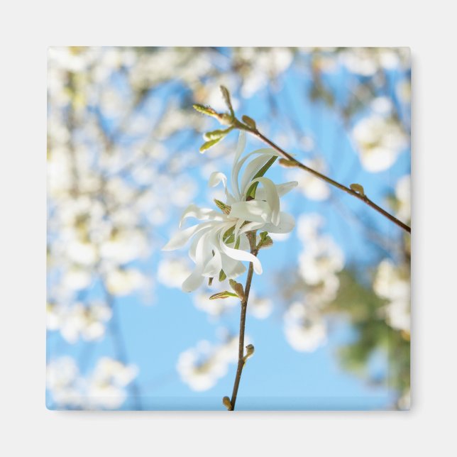 Starry Magnolia 6490 Magnet (Framsidan)