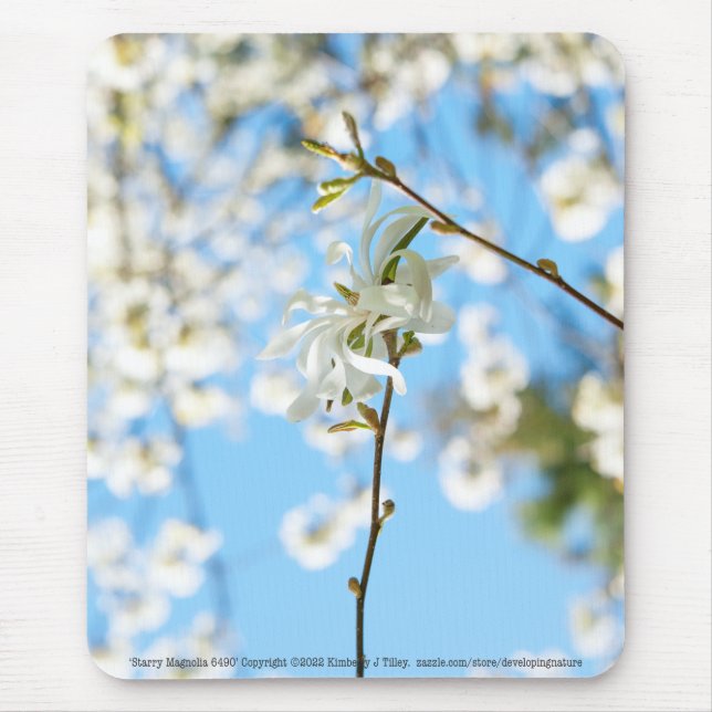 Starry Magnolia 6490 Musmatta (Framsidan)