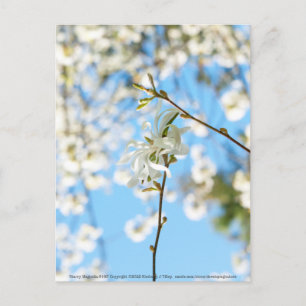Starry Magnolia 6490 Vykort