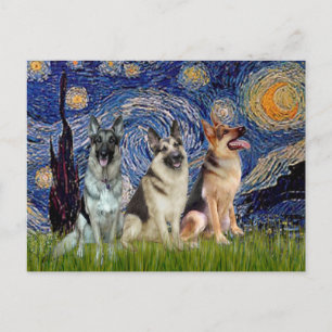 Starry Natt - 3 tyska shepherdar Vykort