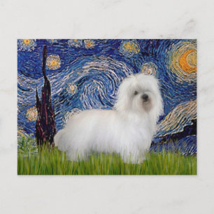 Starry Night - Coton de Tulear 5 Vykort