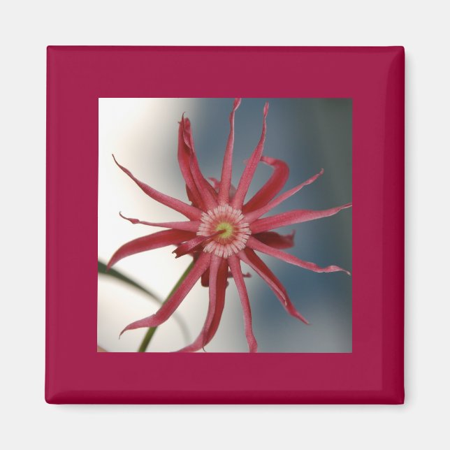 Starry Orchid Magnet (Framsidan)