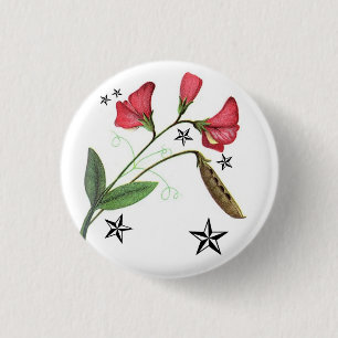 Starry sweetpea knapp