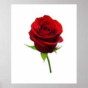 START UNDER $20 - elegant röd rosenknopp Poster