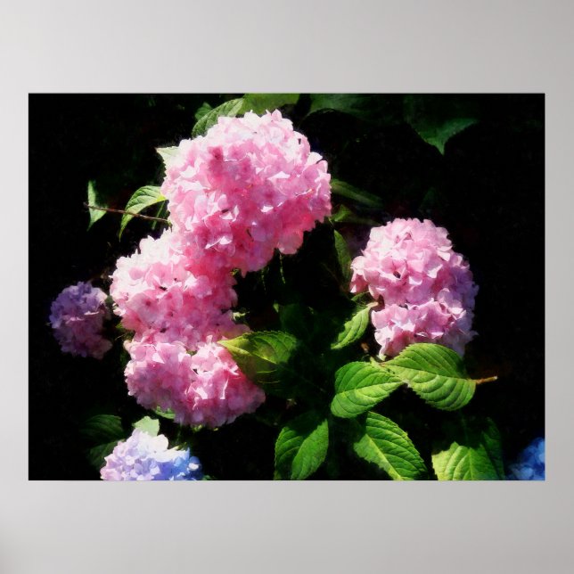 START UNDER 20 $ - Hydrangea i Sunshine Poster (Framsidan)