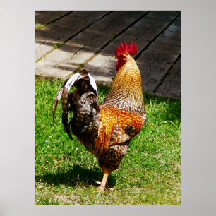 START UNDER $20 - svassa tuppen Poster