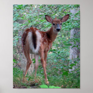 Startad Fawn Poster