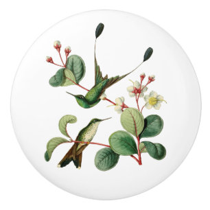 Startad racketsvanHummingbird Knopp