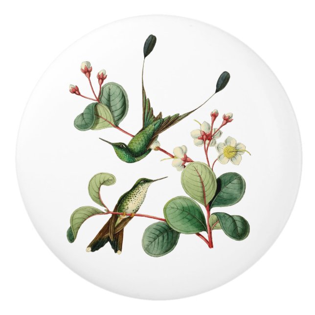 Startad racketsvanHummingbird Knopp (Framsidan)