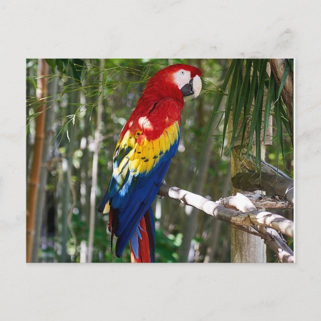 Startande Scarlet Macaw Parrot Helg Vykort (Framsida)