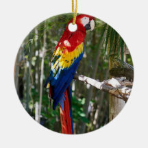 Startande Scarlet Macaw Parrot