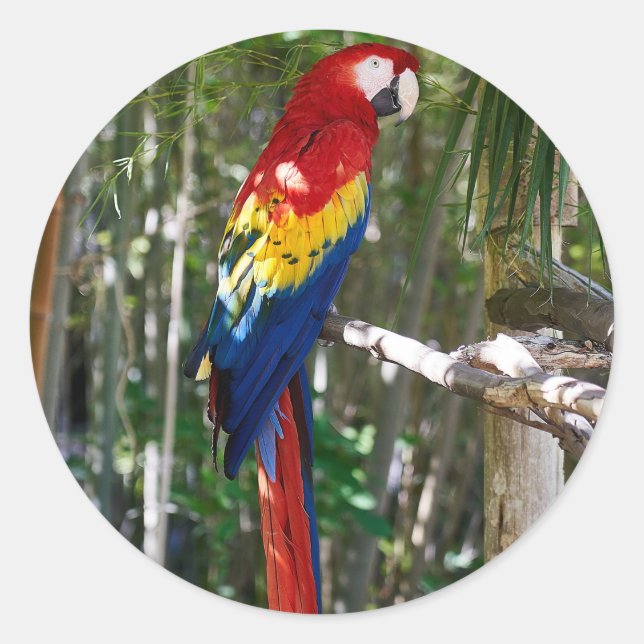 Startande Scarlet Macaw Parrot Runt Klistermärke (Framsida)