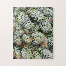 Startar Closeup Dwarf koreansk Fir Pussel