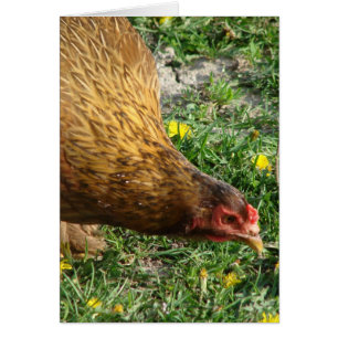 Startar det tomma Hen Blank Inside Greeting Card Hälsningskort