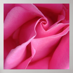 Startar kl. 12.80 diagonalt av Rosa ros Wall Decor Poster