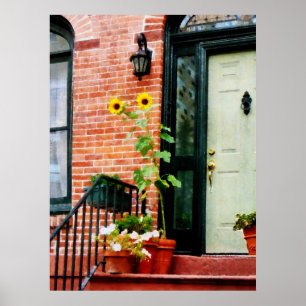 STARTAR UNDER 20 dollar - Solblommor på Stoop Poster