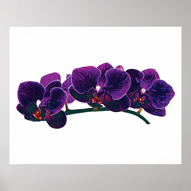 STARTAR UNDER 20 $ - Lila Phalaenopsis Orchids Poster (Framsidan)