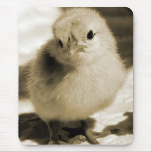 Startens Chick Musmatta