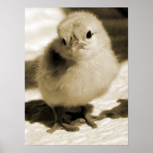 Startens Chick Poster