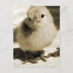 Startens Chick Vykort