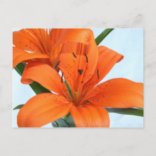 Starting Orange Tiger Lily Postcard Vykort