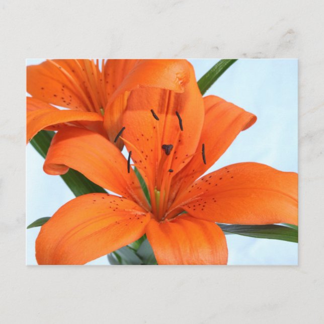 Starting Orange Tiger Lily Postcard Vykort (Framsida)