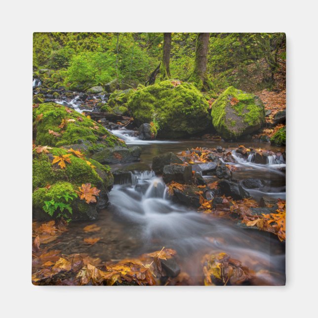 Starvation Creek Falls | Columbia Gorge, Oregon Magnet (Framsidan)