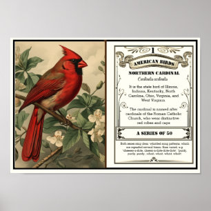 State Bird Collection, kardinal, anpassade Poster