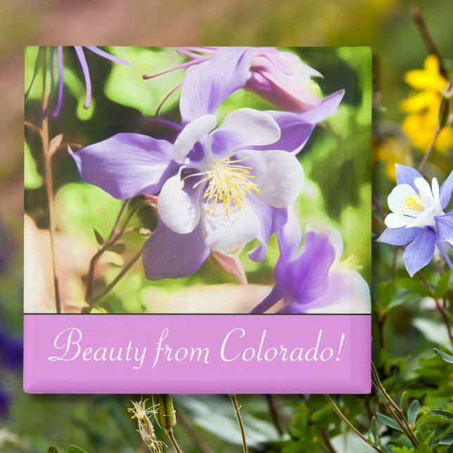 State Flower Colorado Rocky Mountain Columbine Magnet (Skapare uppladdad)