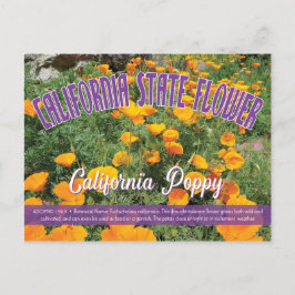State Flower of California, California Poppy Vykort