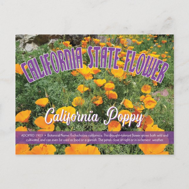State Flower of California, California Poppy Vykort (Framsida)