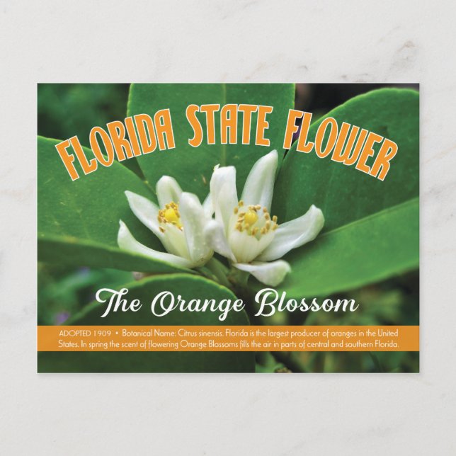 State Flower of Florida the Orange Blommar Vykort (Framsida)