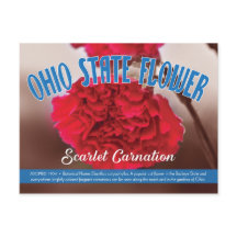 State Flower of Ohio the Scarlet Carnation