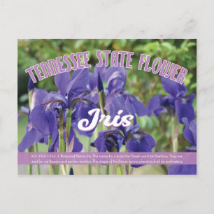 State Flower of Tennessee the Iris Vykort