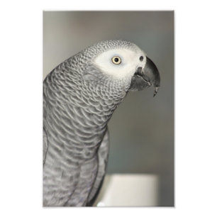 Stately afrikansk grå färgpapegoja fototryck