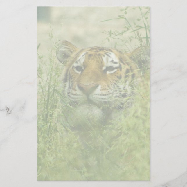 stationär tiger (Framsida)