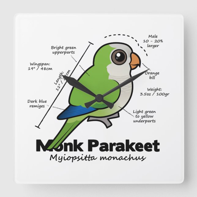Statistik över parakeet munk fyrkantig klocka (Framsida)