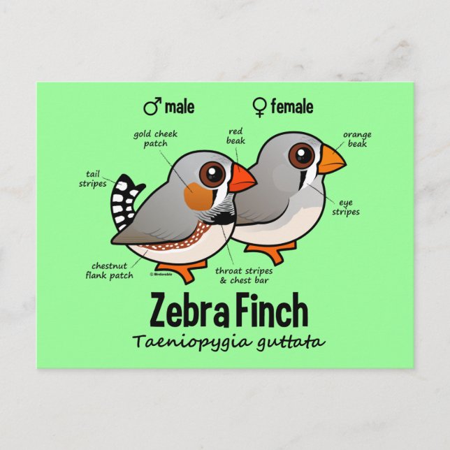 Statistik över Zebra Finch Vykort (Framsida)