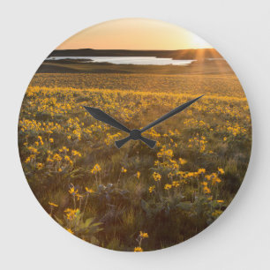 Stativ av Arrowleaf Balsamroot vildblommar Stor Klocka