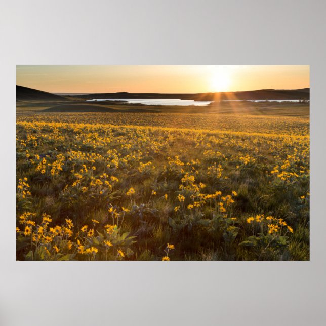 Stativ av Arrowleaf Balsamroot Wildblommor Poster (Framsidan)