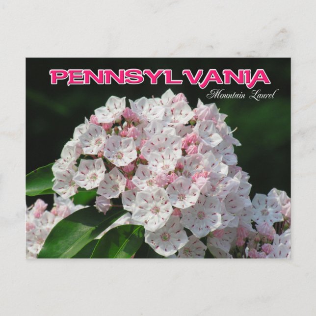 Statsblomman i Pennsylvania: Mountain Laurel Vykort (Framsida)