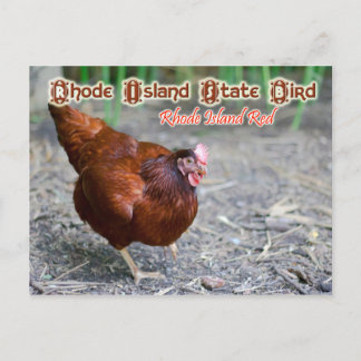 Statsfåglar i rhode island: Rhode island Red Vykort