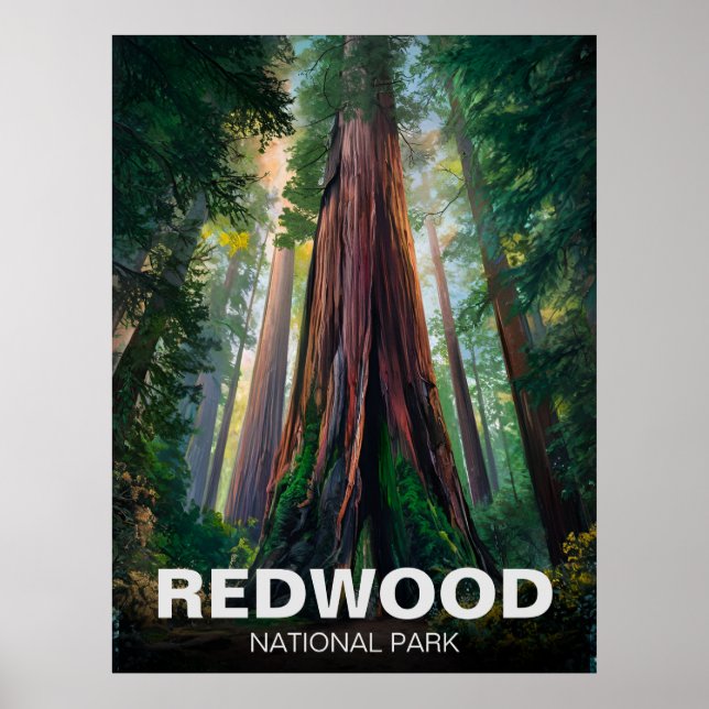 Statsparken Redwood, Kustkaliforniska Kalifornien Poster (Framsidan)