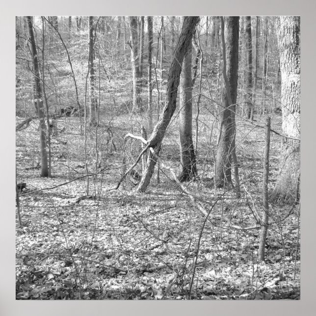 Statsparken Ridley Bäck Poster (Framsidan)