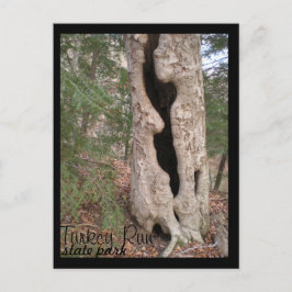 Statsparken Springa i Turkiet, Hallow Träd Vykort