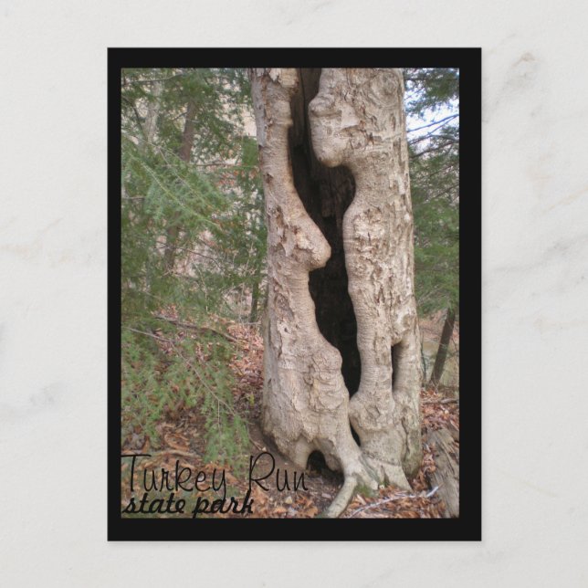 Statsparken Springa i Turkiet, Hallow Träd Vykort (Framsida)